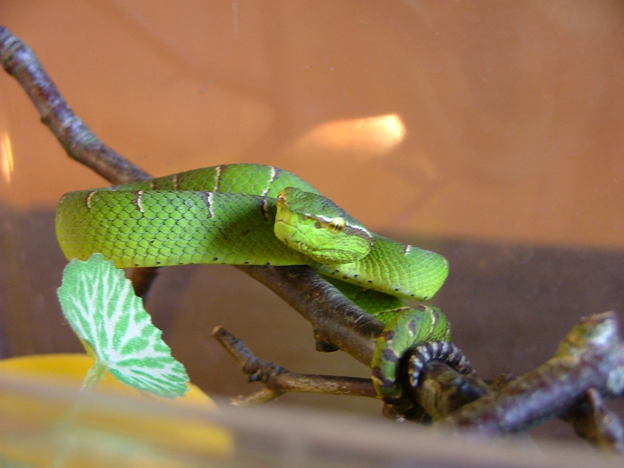 Waglers pit viper.JPG [822 Kb]